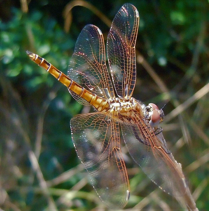 Trithemis annulata, maschio