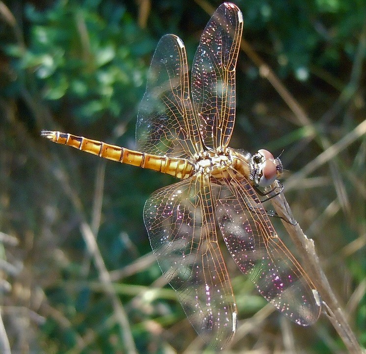 Trithemis annulata, maschio