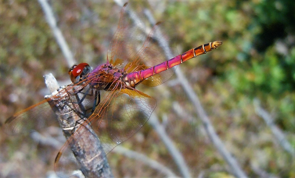 Trithemis annulata, maschio