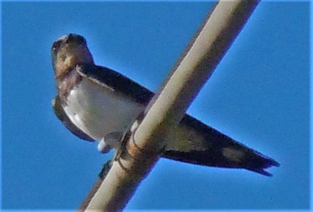 Rondine da identificare:  Hirundo rustica