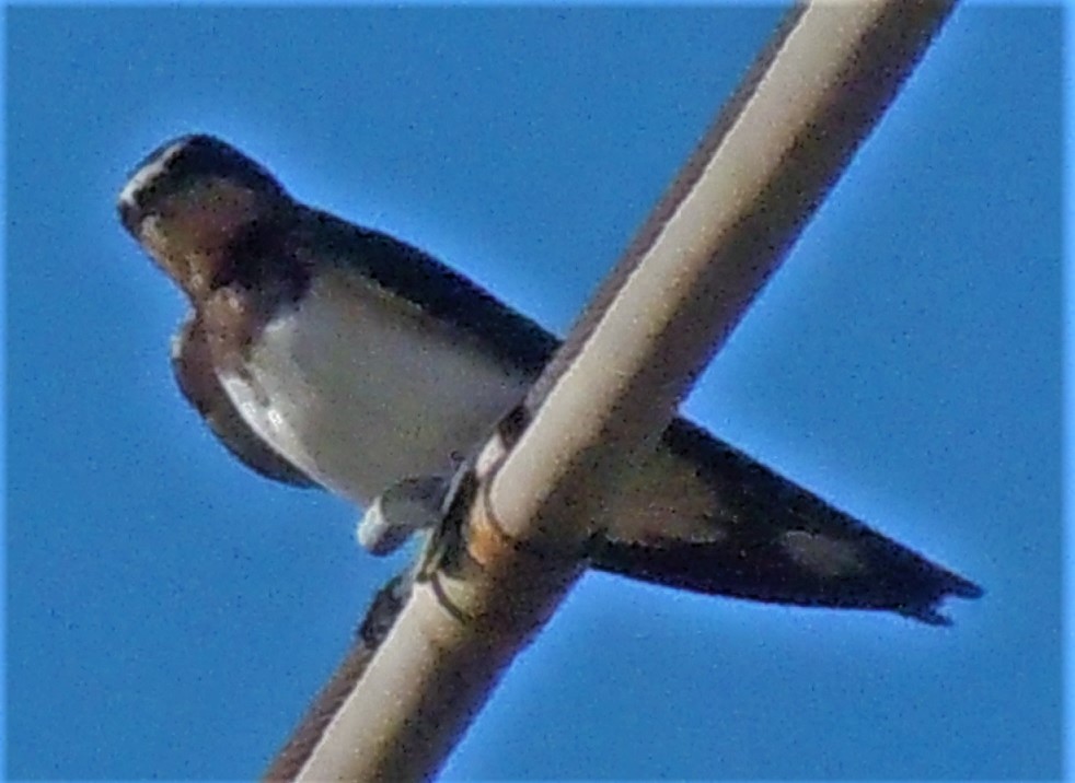 Rondine da identificare:  Hirundo rustica