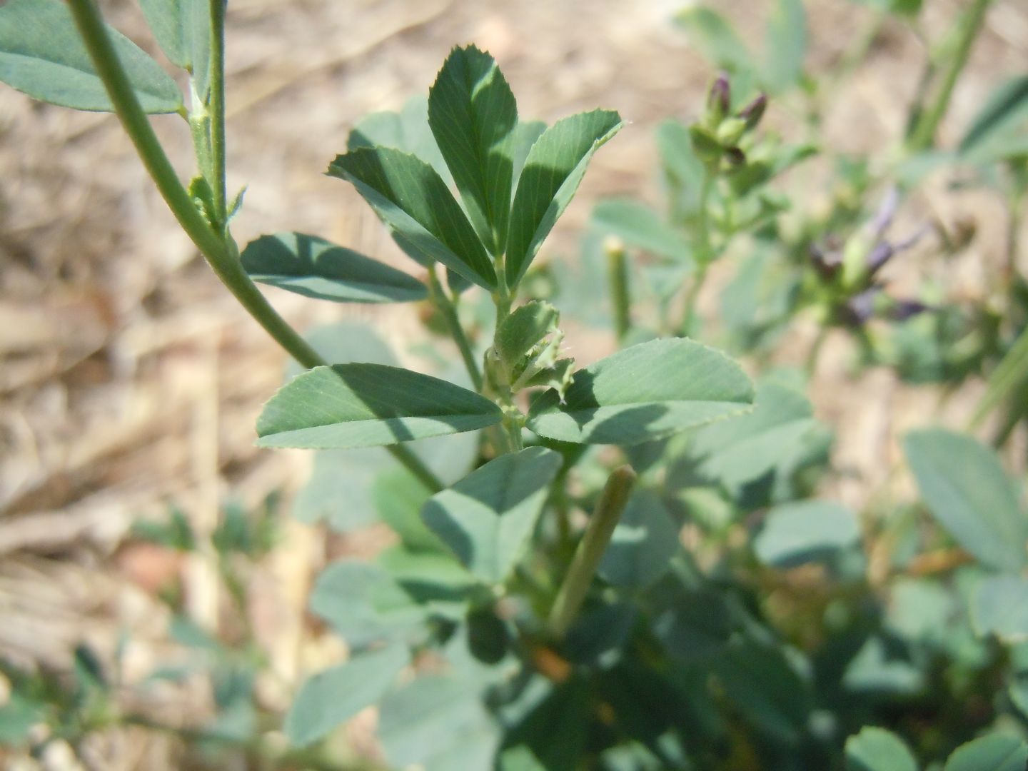 Medicago sativa?  S !