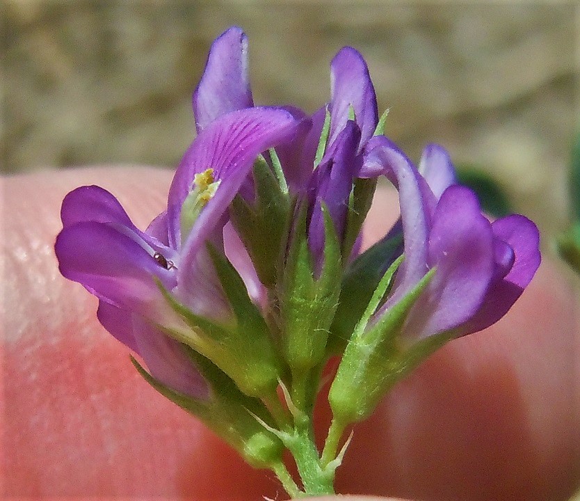 Medicago sativa?  S !