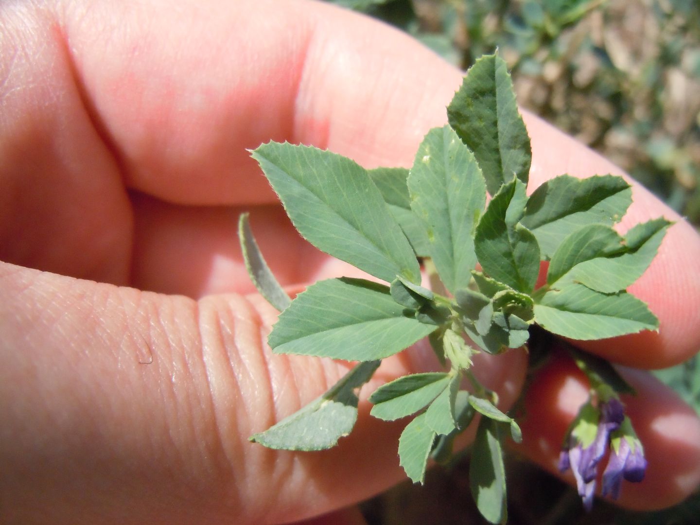 Medicago sativa?  S !