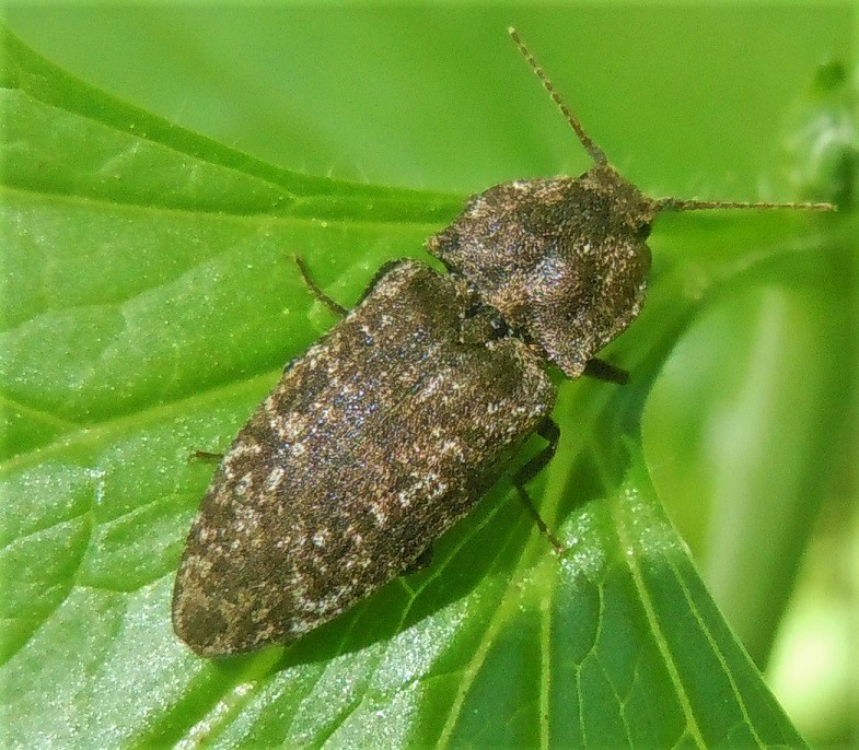 Agrypnus murinus (Elateridae)