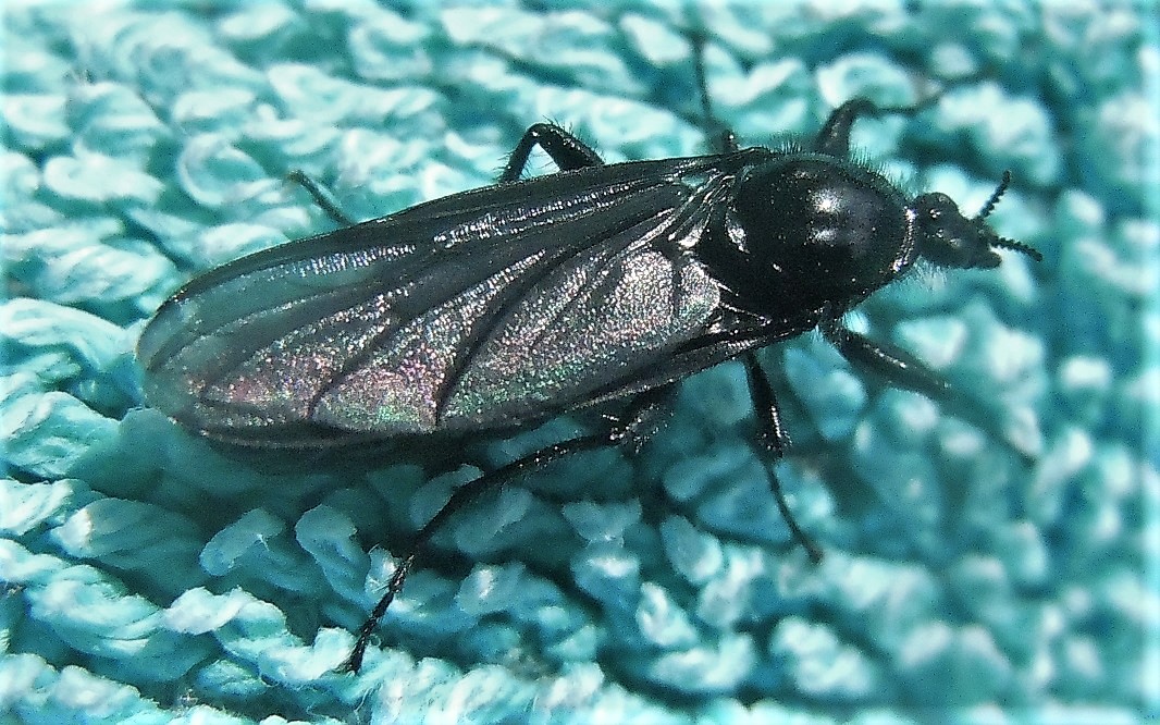 Femmina di Bibio marci (Bibionidae)