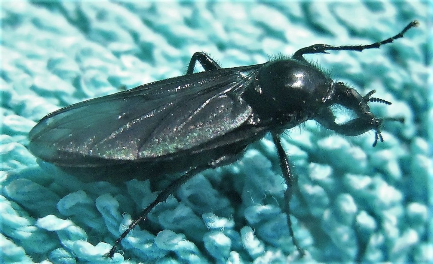 Femmina di Bibio marci (Bibionidae)