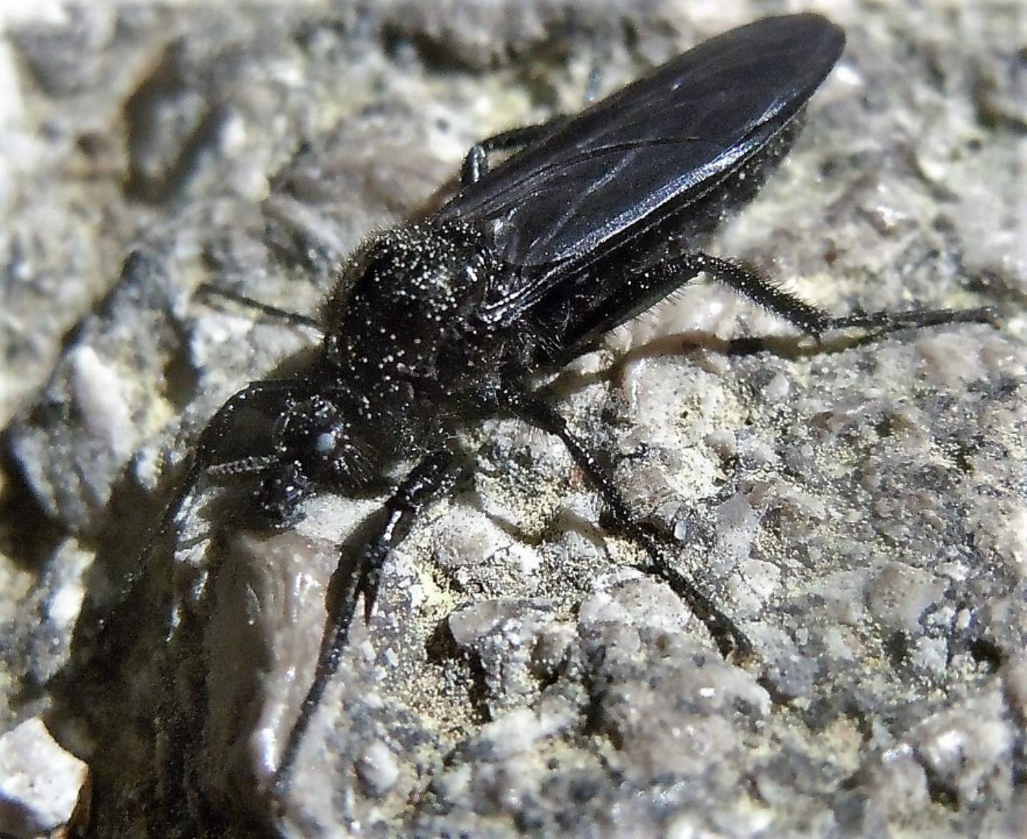 Femmina di Bibio marci (Bibionidae)