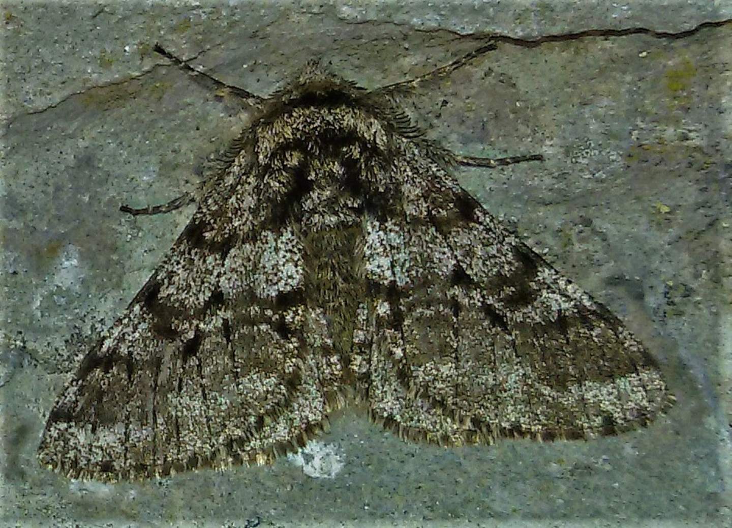 Noctuidae da identificare. No, Geometridae: Lycia hirtaria