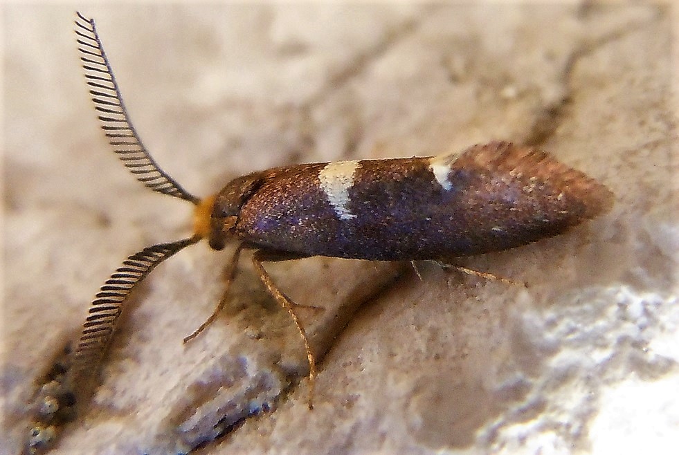 Incurvaria masculella - Incurvariidae? S