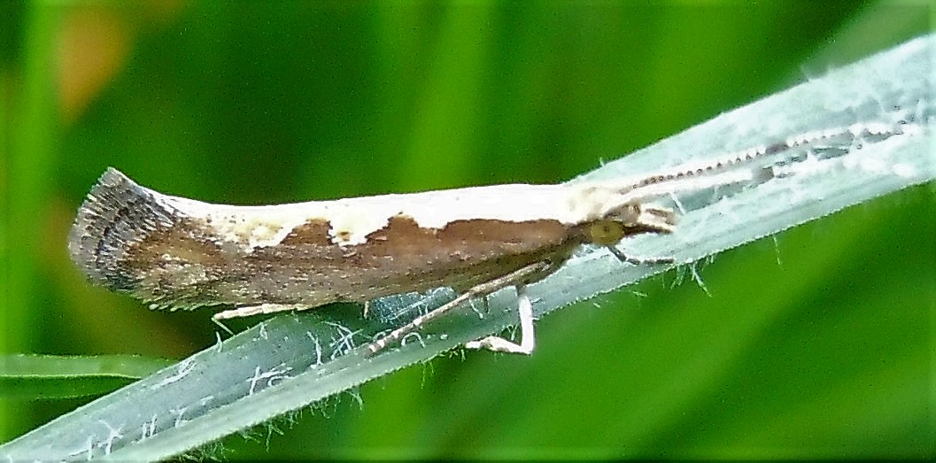 Plutella xylostella