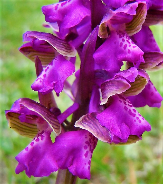 Anacamptis morio