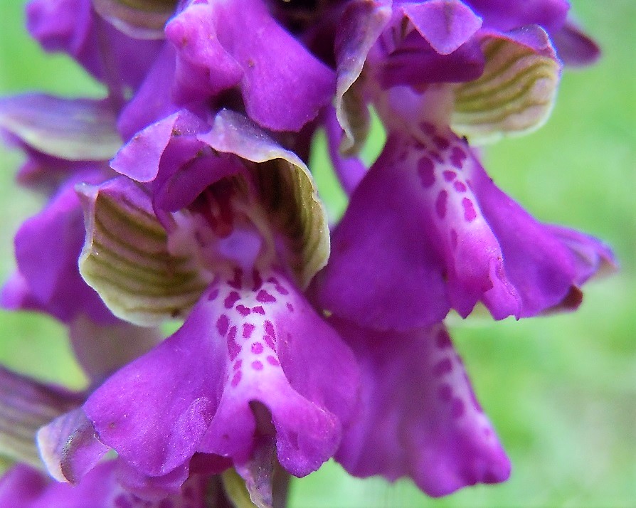 Anacamptis morio