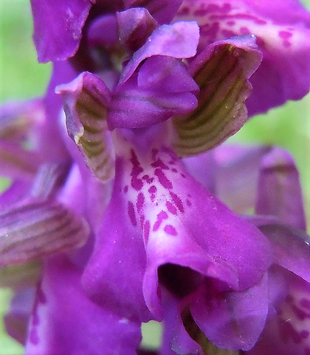 Anacamptis morio