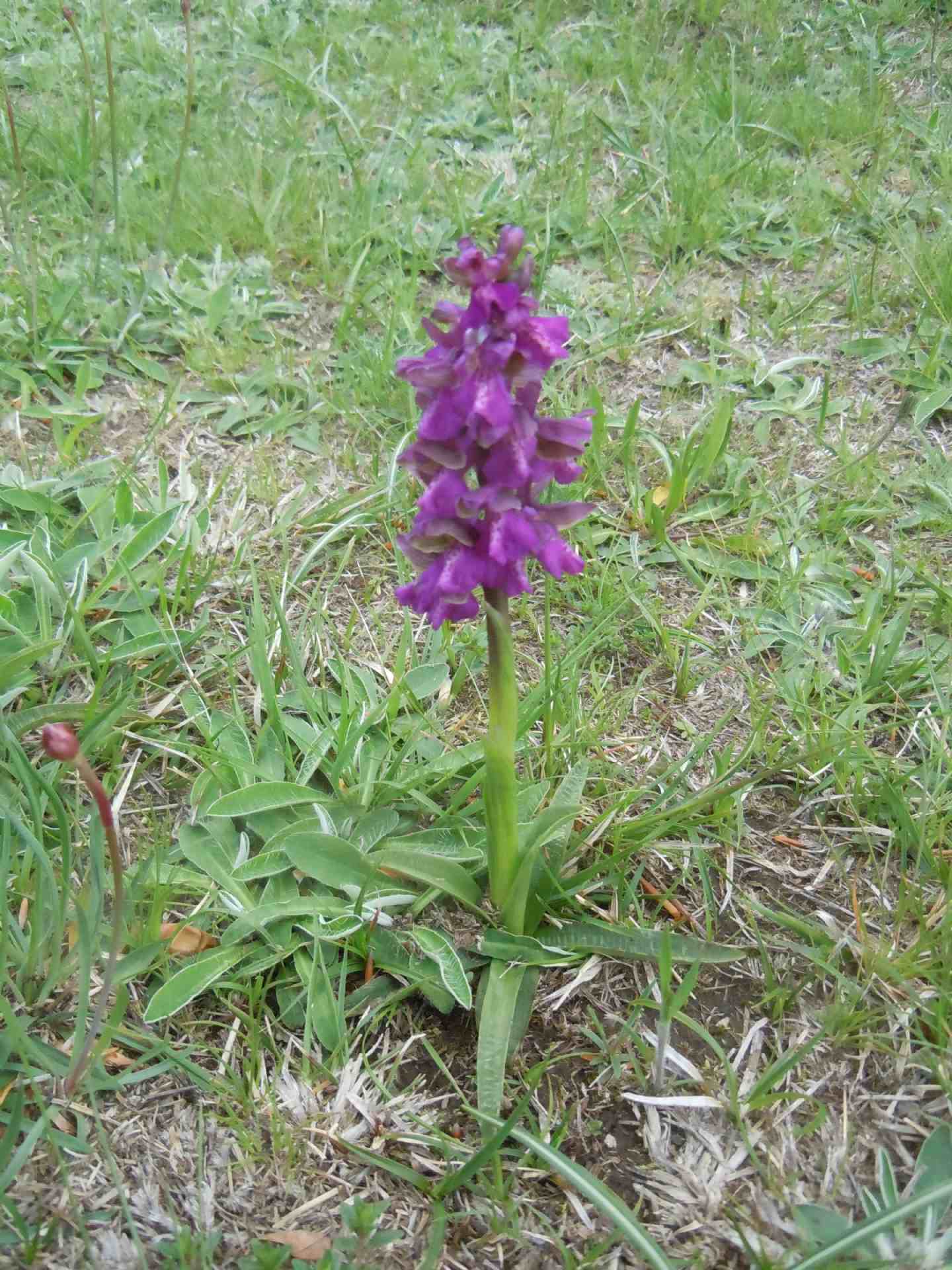 Anacamptis morio