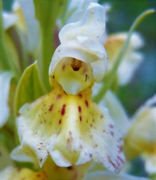 Dactylorhiza sambucina