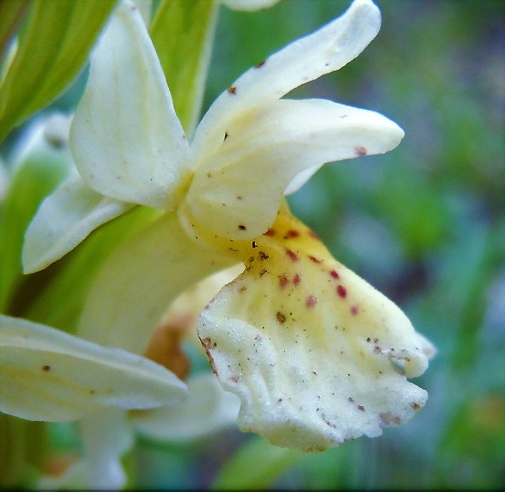 Dactylorhiza sambucina