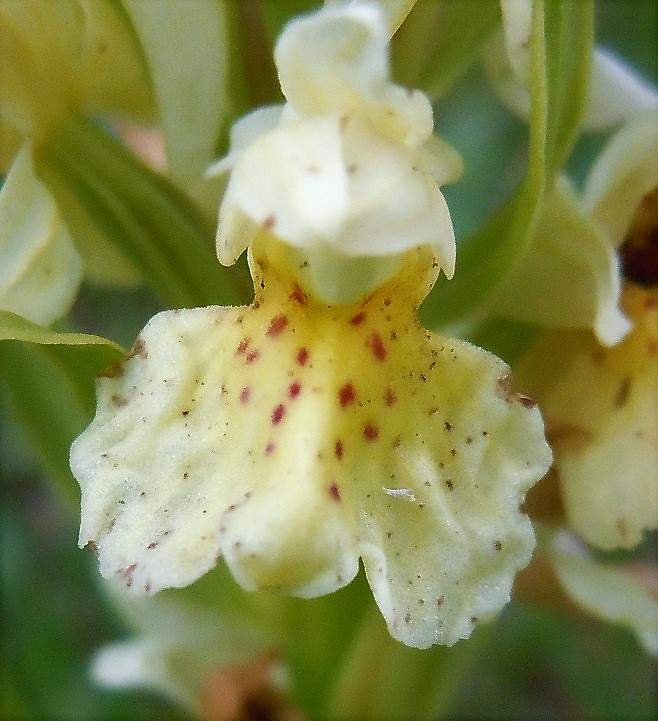 Dactylorhiza sambucina