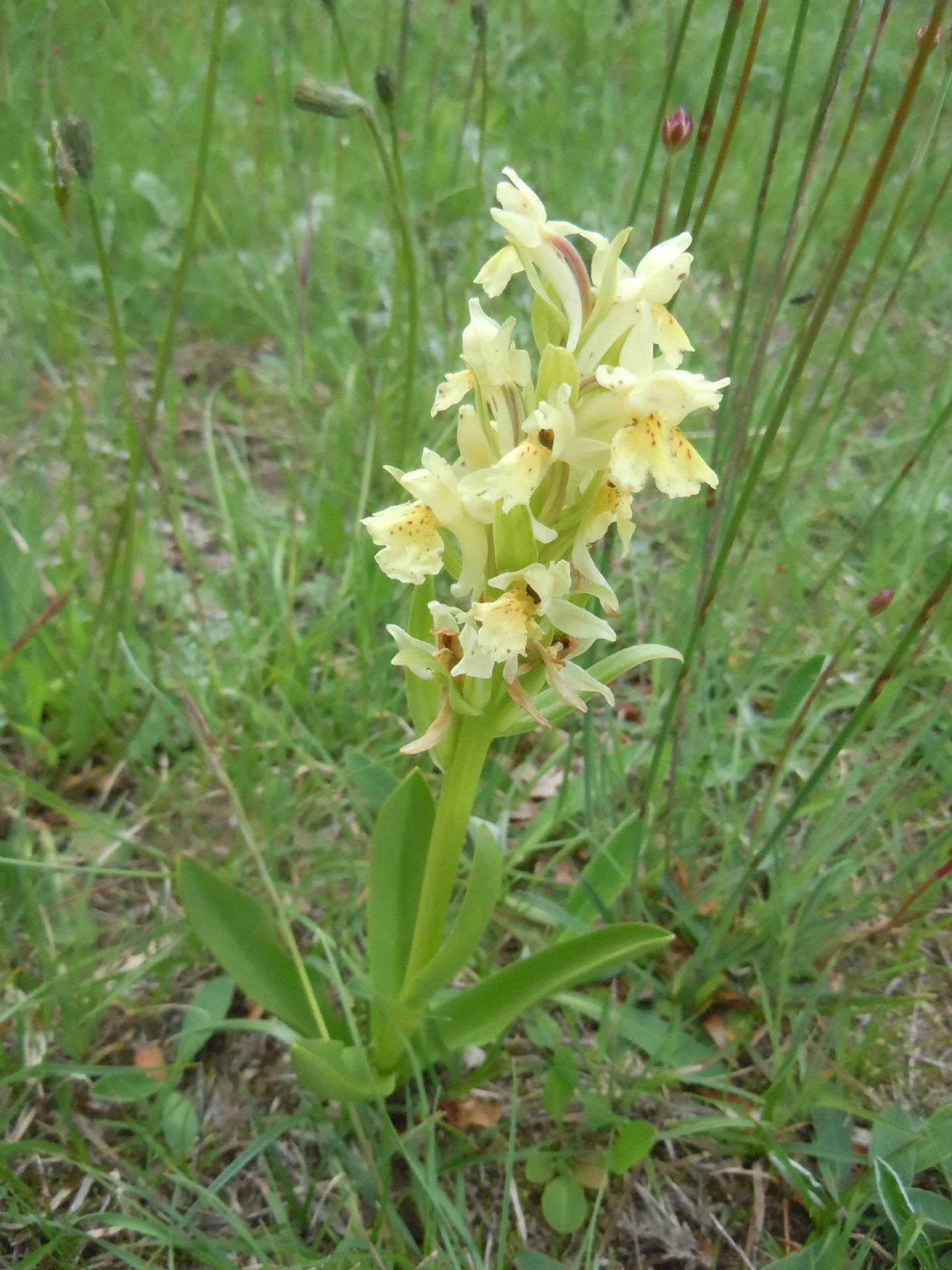 Dactylorhiza sambucina