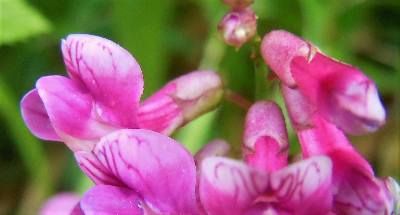 Lathyrus venetus