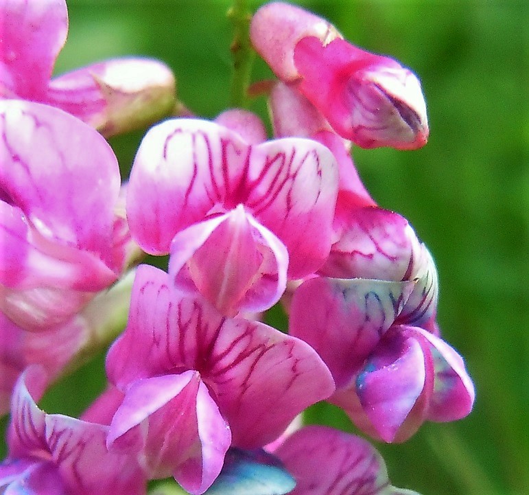 Lathyrus venetus