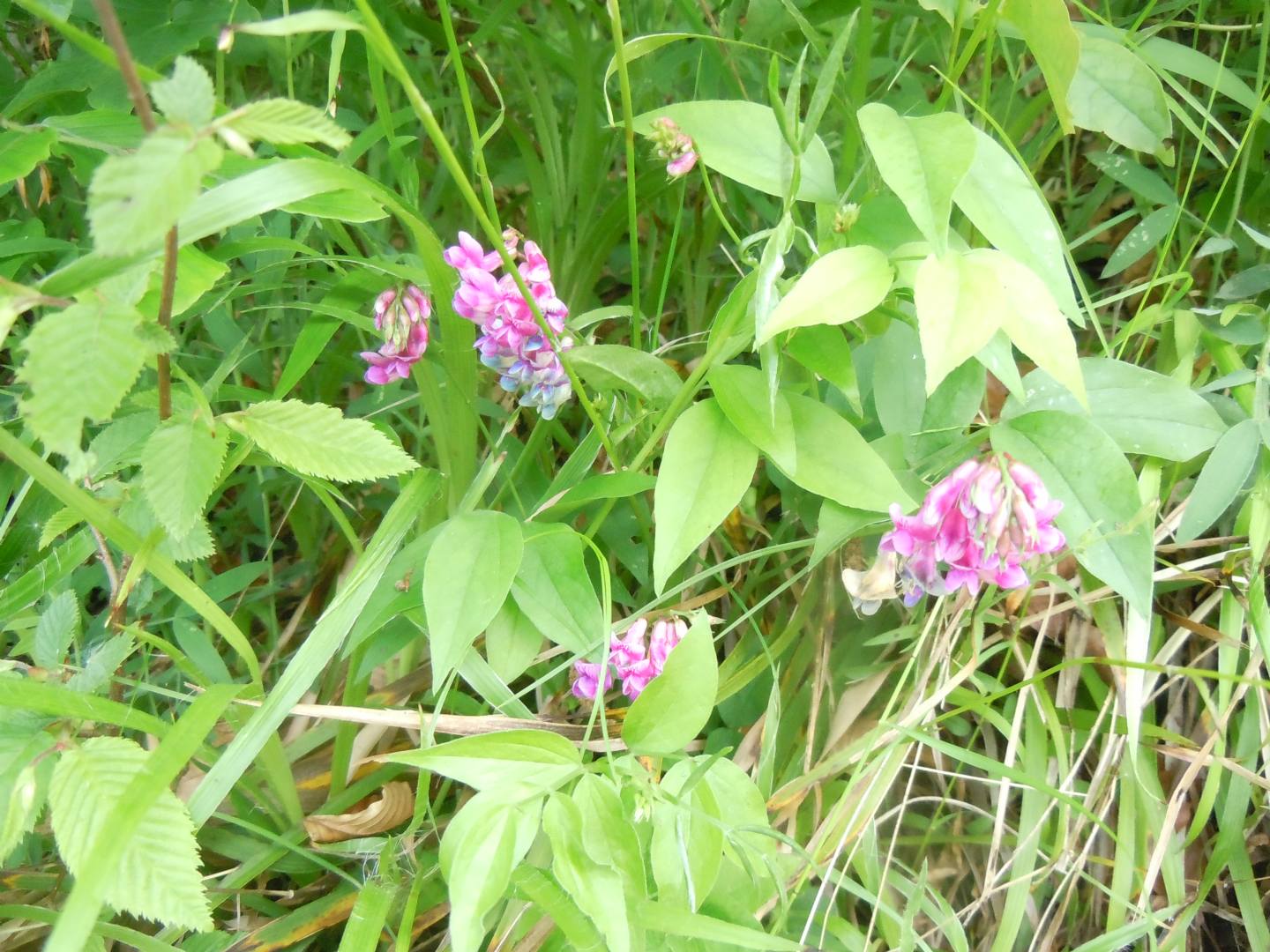 Lathyrus venetus