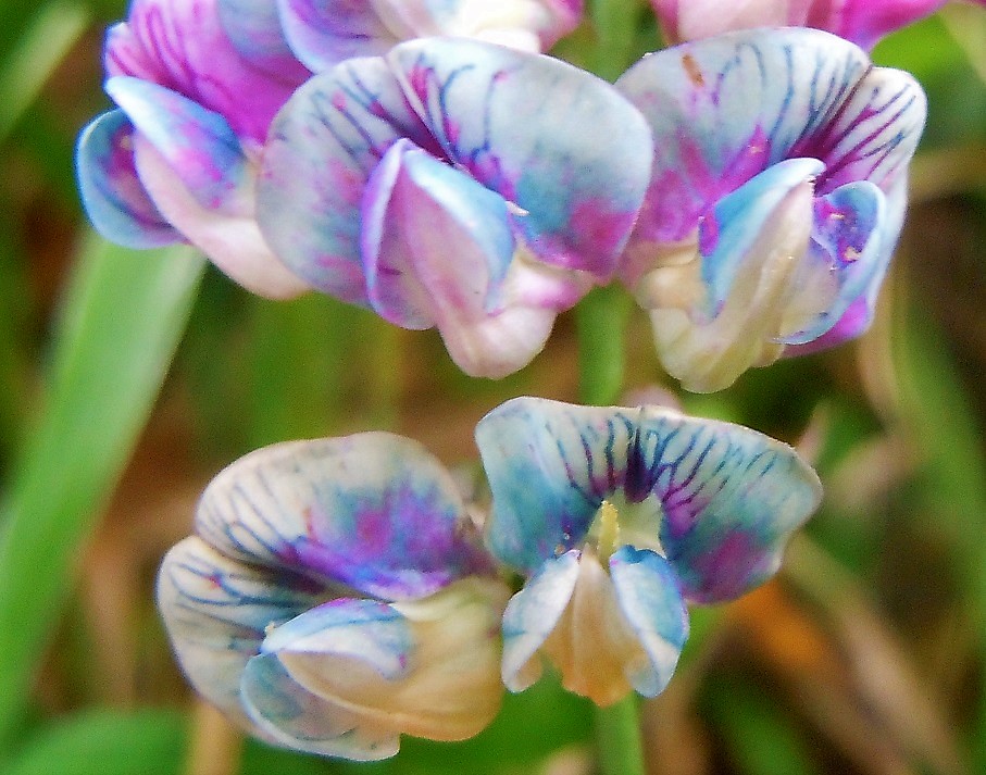 Lathyrus venetus