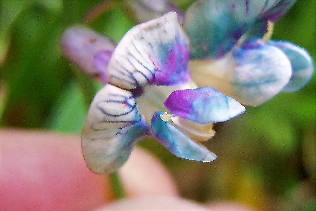 Lathyrus venetus