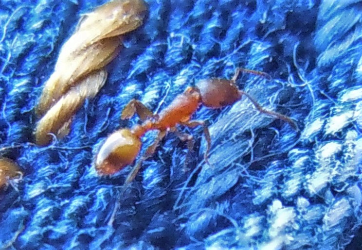 Temnothorax sp.?  S !