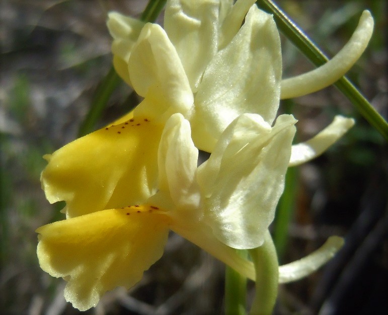 Orchis pauciflora?