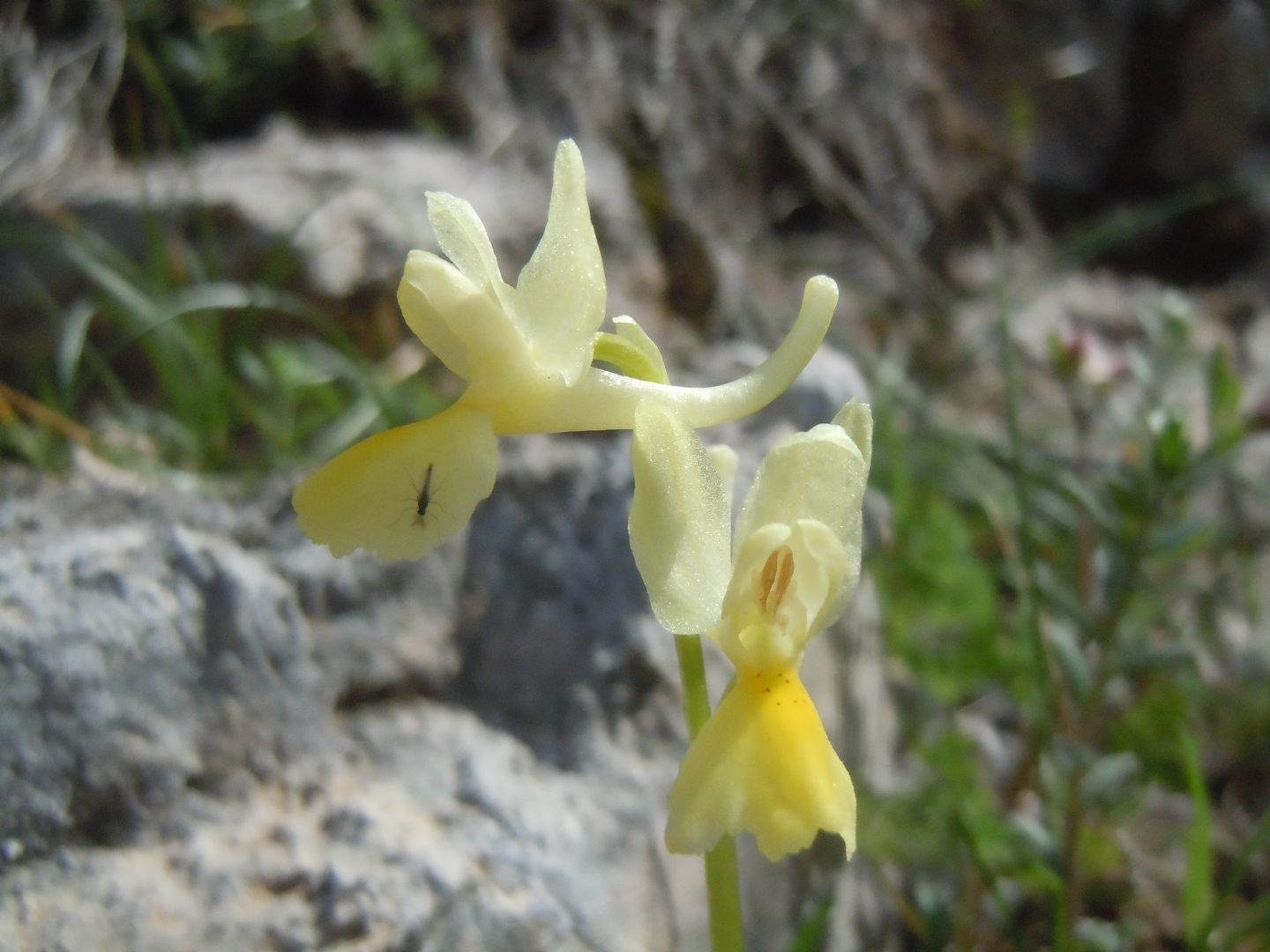 Orchis pauciflora?