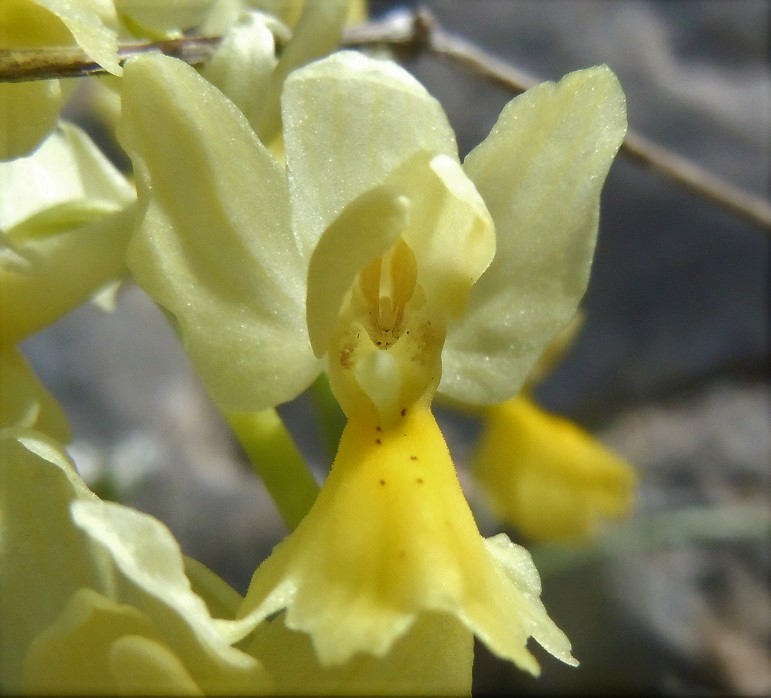 Orchis pauciflora?