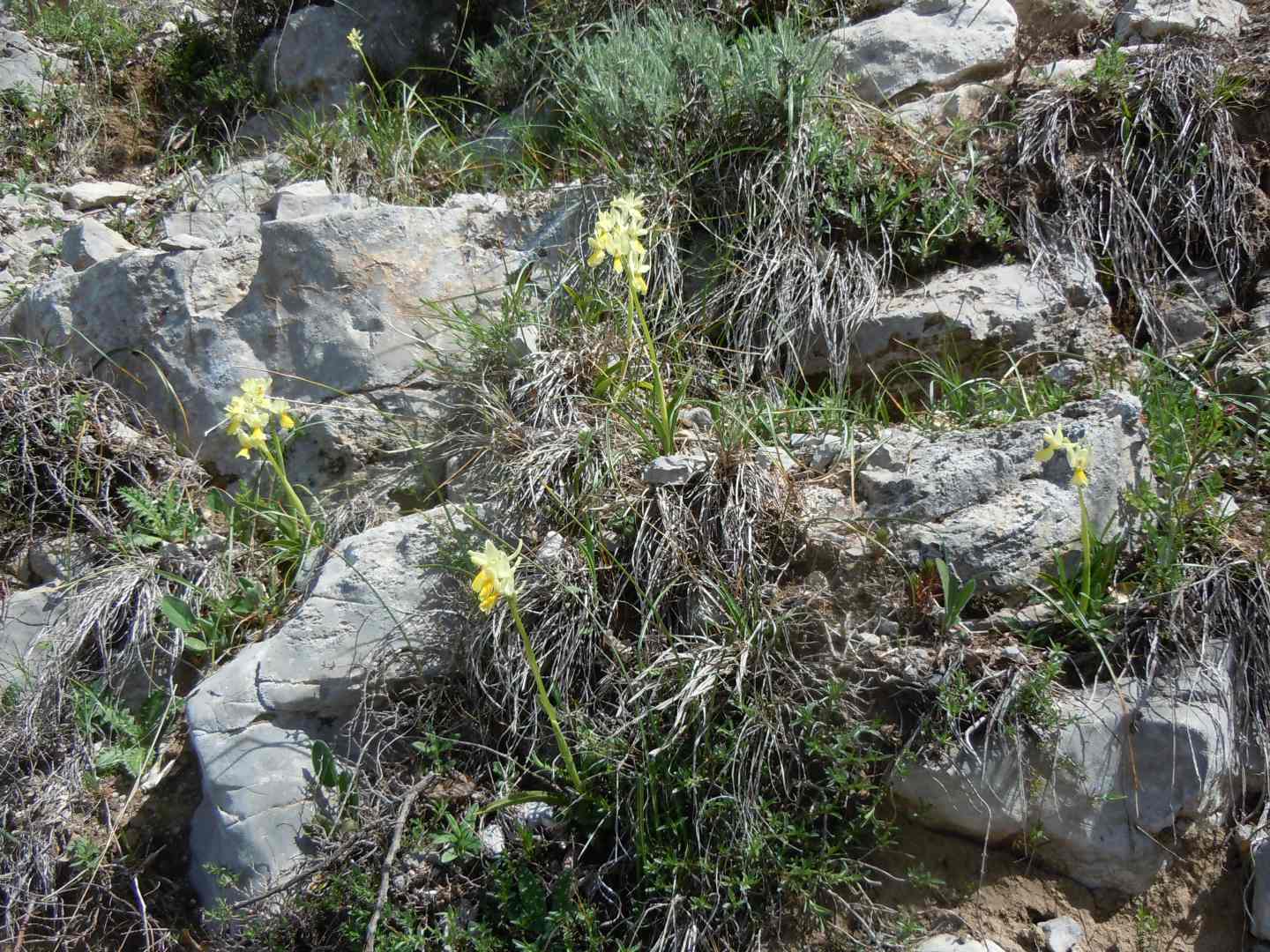 Orchis pauciflora?