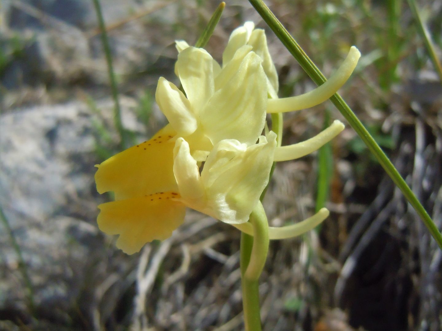 Orchis pauciflora?