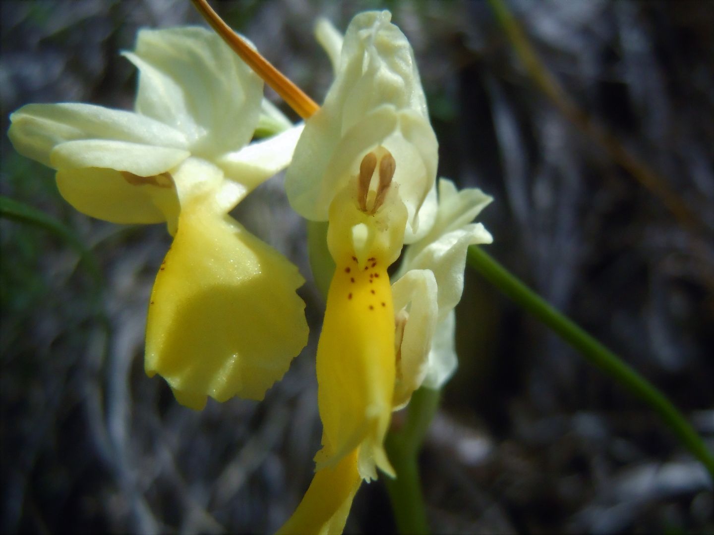 Orchis pauciflora?