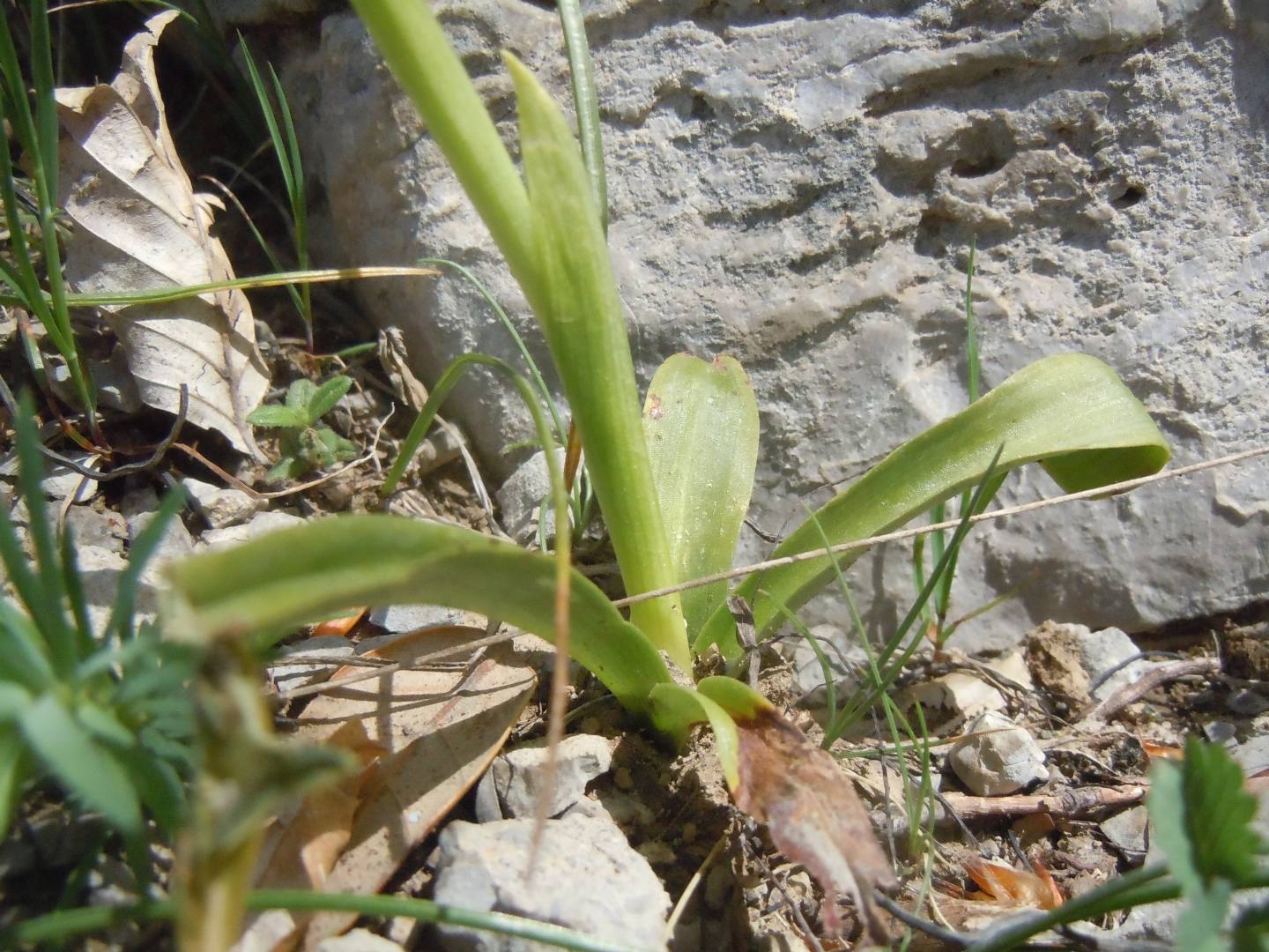 Orchis pauciflora?