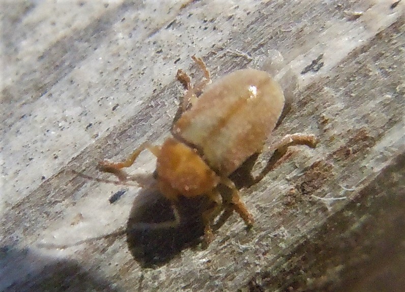 cfr. Cryptocephalus sp. (Chrysomelidae)