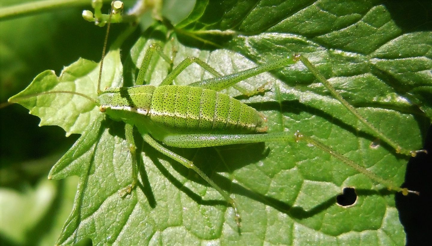 Barbitistes? No,  Poecilimon superbus