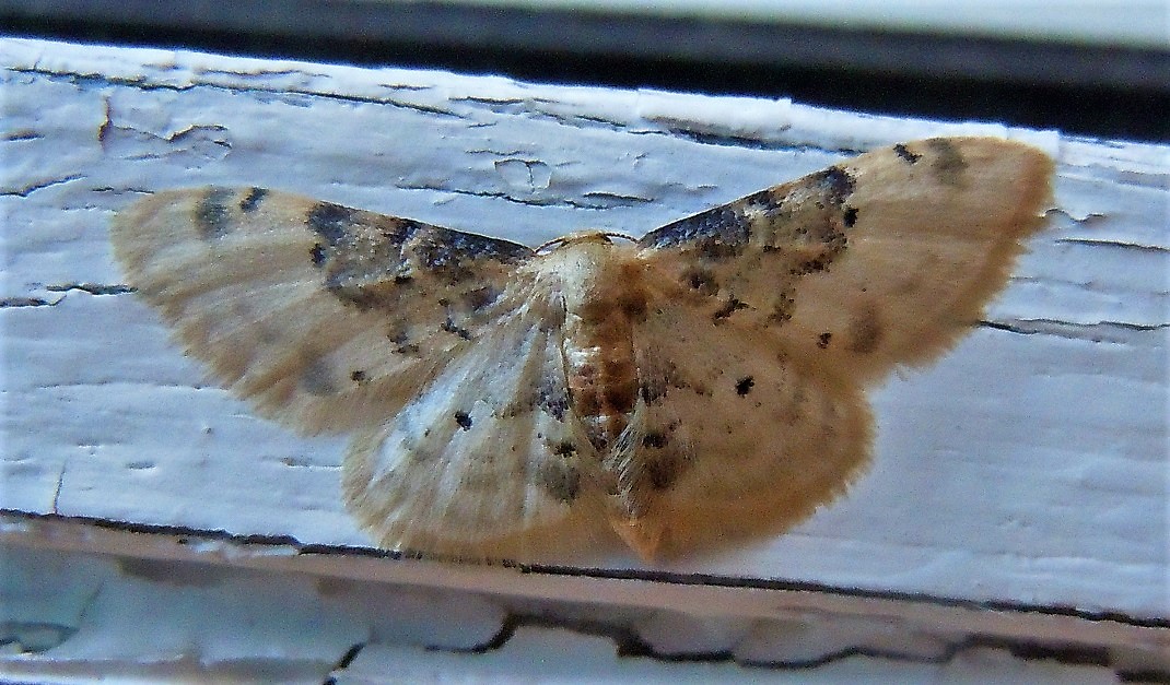 Geometridae: Idaea filicata? S !