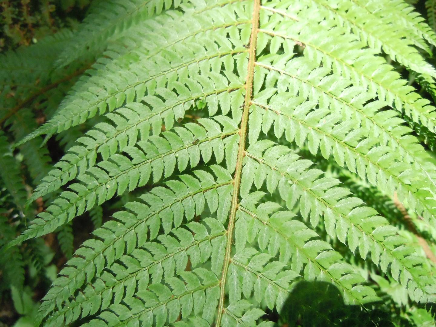 Polystichum setiferum / Felce setifera