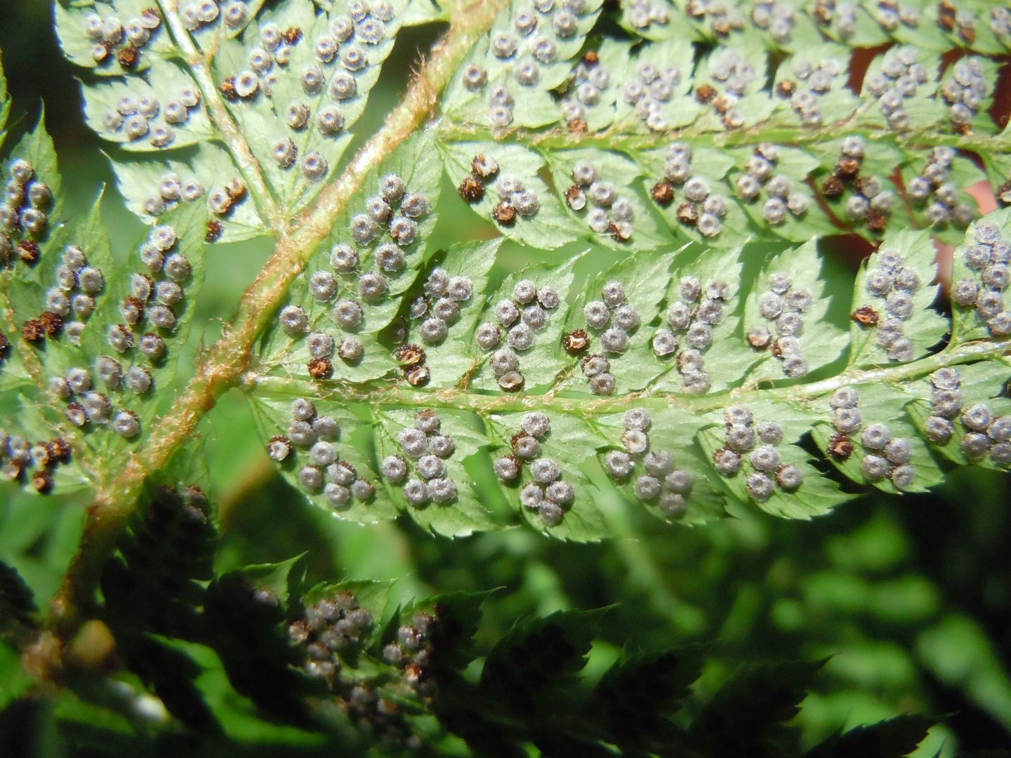 Polystichum setiferum / Felce setifera