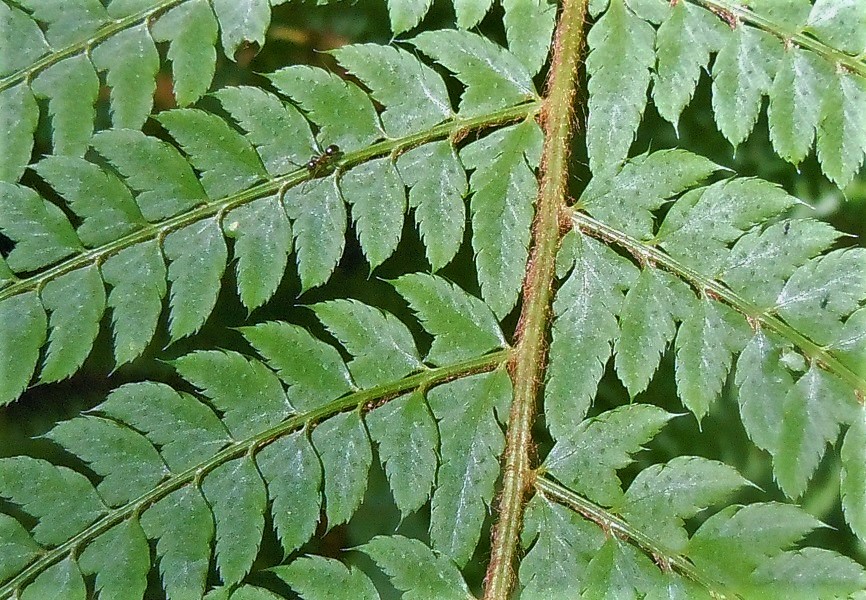 Polystichum setiferum / Felce setifera