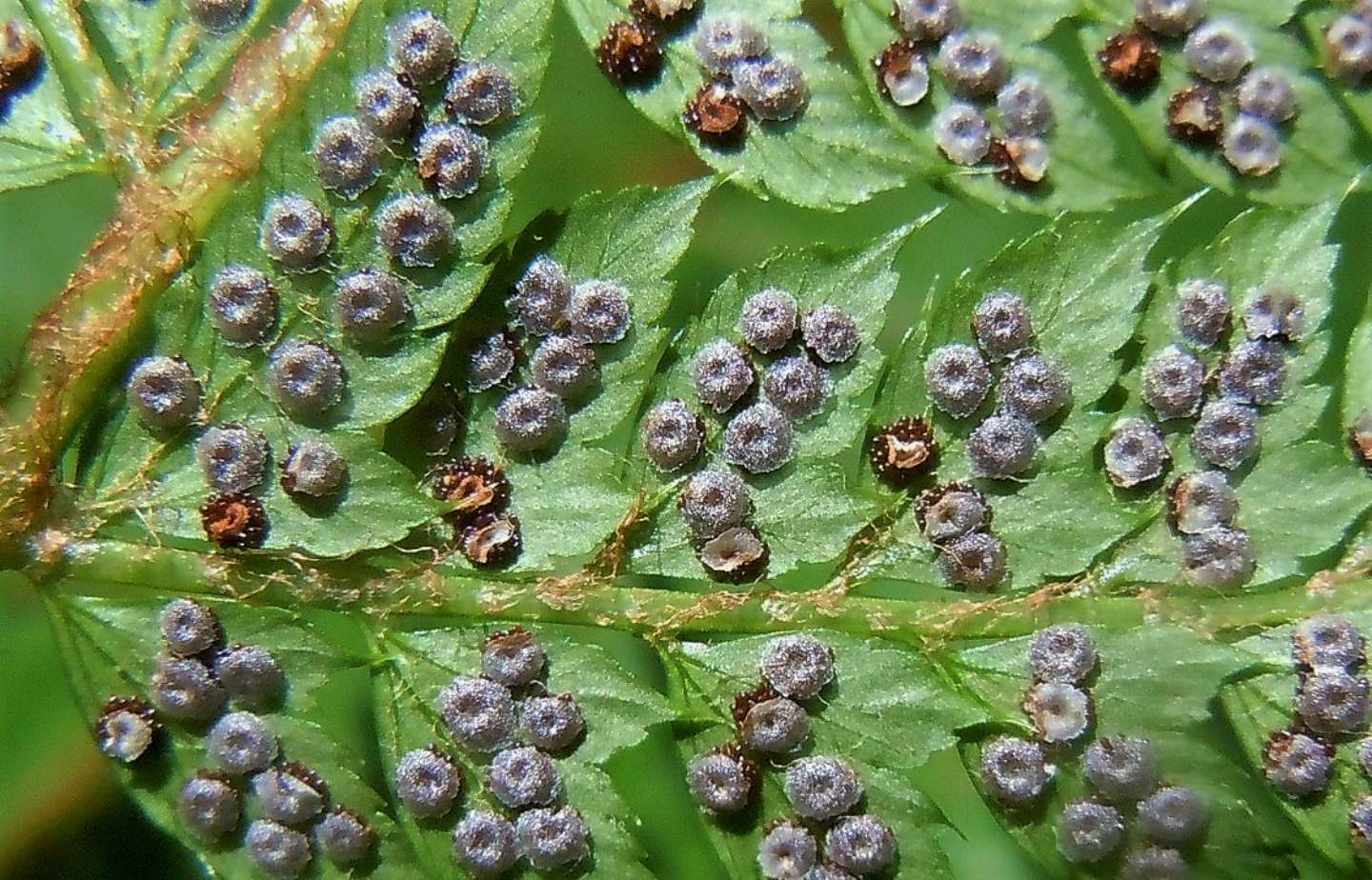 Polystichum setiferum / Felce setifera