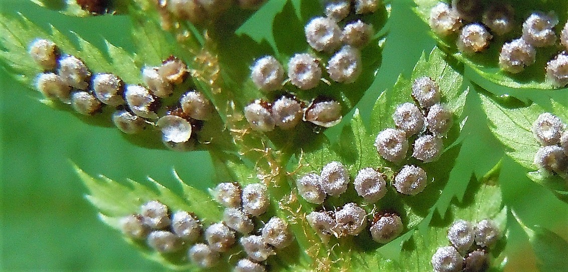 Polystichum setiferum / Felce setifera