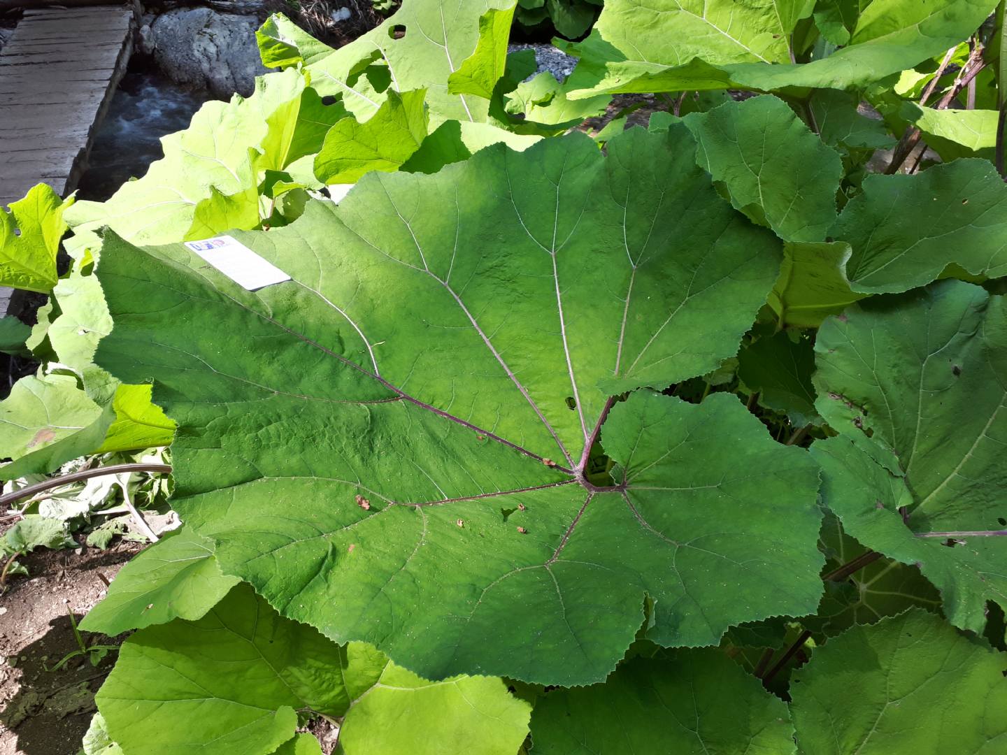 Petasites hybridus