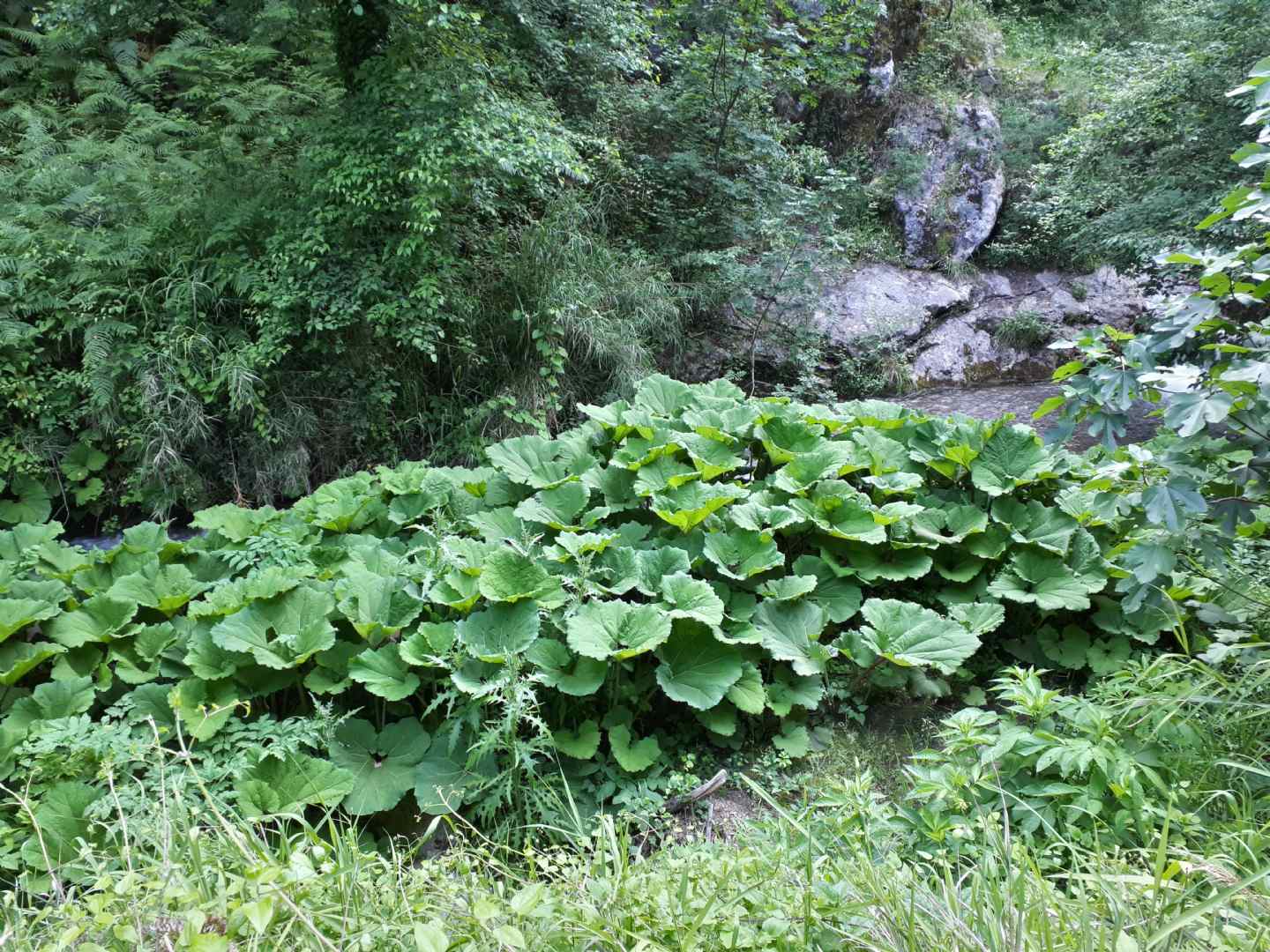 Petasites hybridus