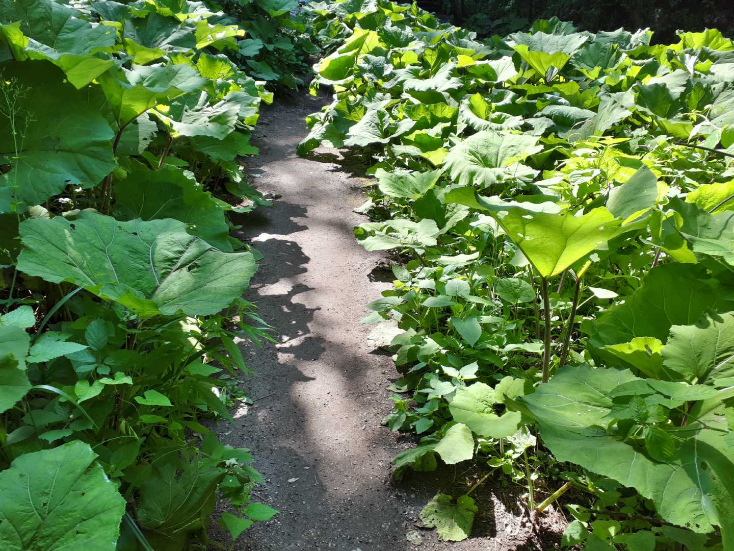 Petasites hybridus