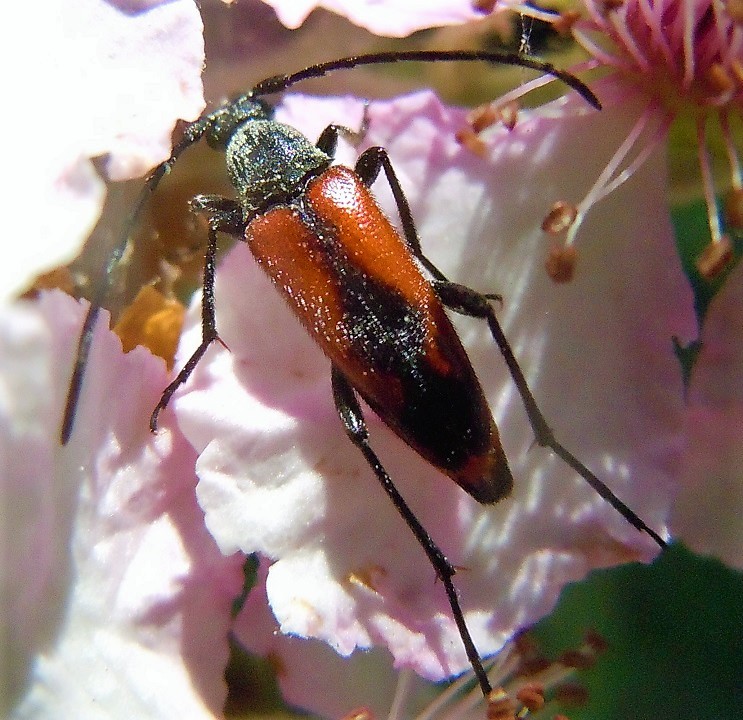 Cerambycidae: Stenurella bifasciata?  S !