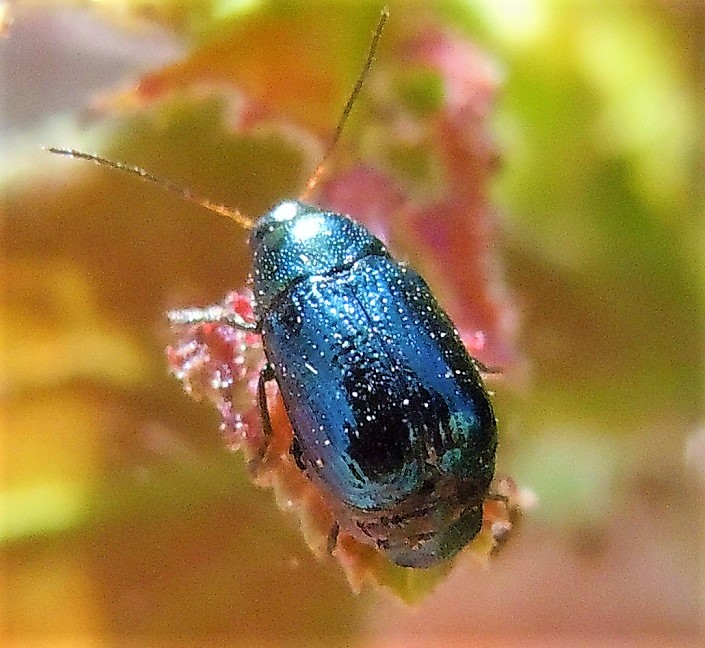 Chrysomelidae: Cryptocephalus parvulus parvulus (cfr.)