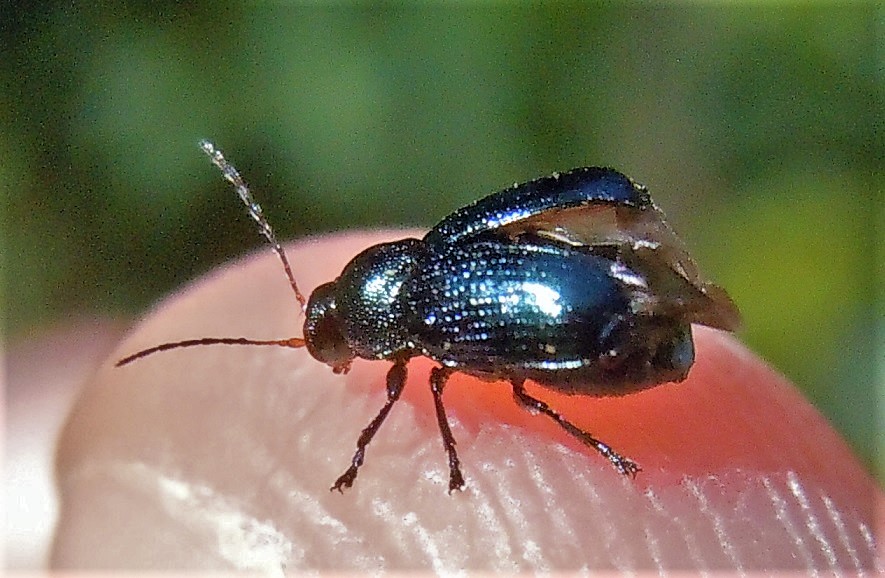 Chrysomelidae: Cryptocephalus parvulus parvulus (cfr.)